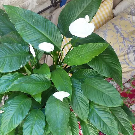 Bed And Art Calvisson