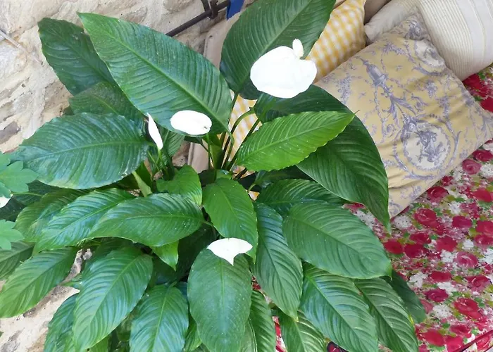 Bed And Art Calvisson